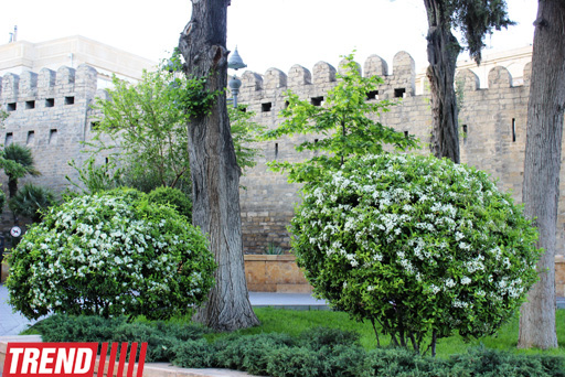 Филармонический сад Баку (фотосессия)