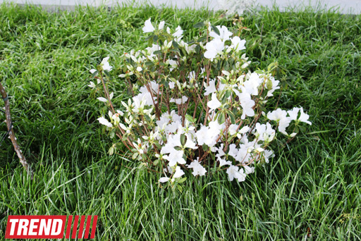 Филармонический сад Баку (фотосессия)