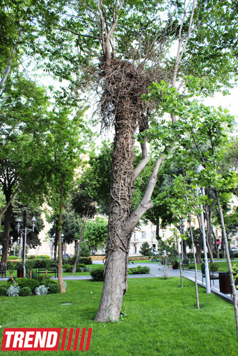 Филармонический сад Баку (фотосессия)