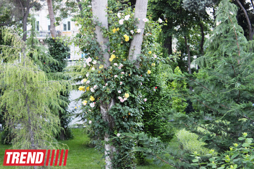 Филармонический сад Баку (фотосессия)