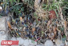 Уникальный фасад дома Али Шамси в Ичери Шехер: "Моей первой кистью был гвоздь" (фото)