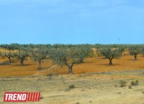 Путешествие в Тунис: выбираем оливковое масло и готовим "кус-кус" (фото, часть 6)