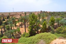 Путешествие в Тунис: выбираем оливковое масло и готовим "кус-кус" (фото, часть 6)