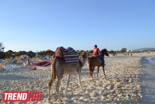 Путешествие в Тунис: выбираем оливковое масло и готовим "кус-кус" (фото, часть 6)