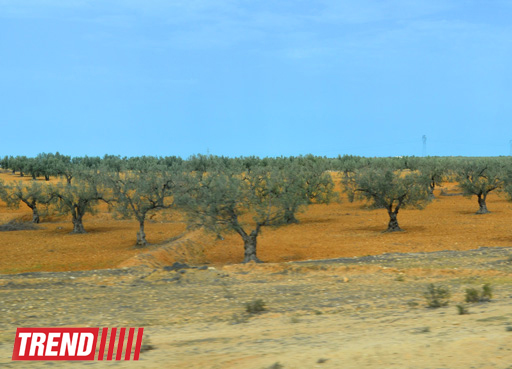 Путешествие в Тунис: выбираем оливковое масло и готовим "кус-кус" (фото, часть 6)