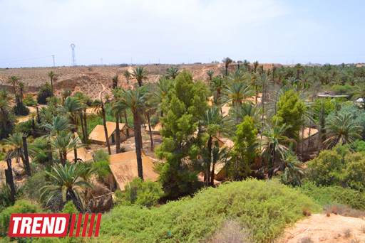 Путешествие в Тунис: выбираем оливковое масло и готовим "кус-кус" (фото, часть 6)