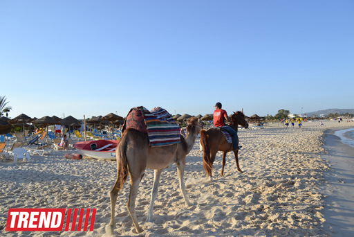 Путешествие в Тунис: выбираем оливковое масло и готовим "кус-кус" (фото, часть 6)