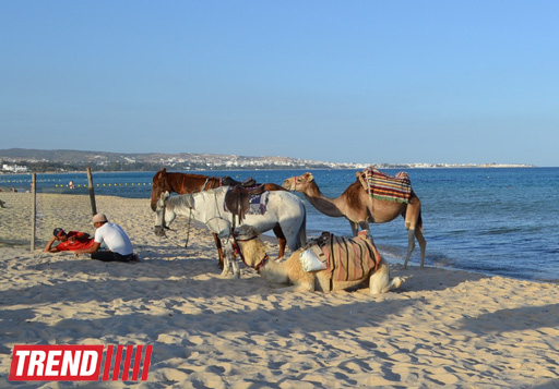 Путешествие в Тунис: выбираем оливковое масло и готовим "кус-кус" (фото, часть 6)
