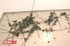 Человек в вулканической грязи, увядшие розы, разговор по душам - необычная выставка в Баку (фото)