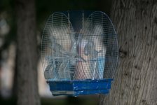 Пространство Современного Искусства "YARAT!" представило проект американского художника Марка Дженкинса (фото)