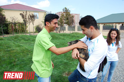 Азербайджанский центр спасения животных: все о жизни бездомных животных (фото)