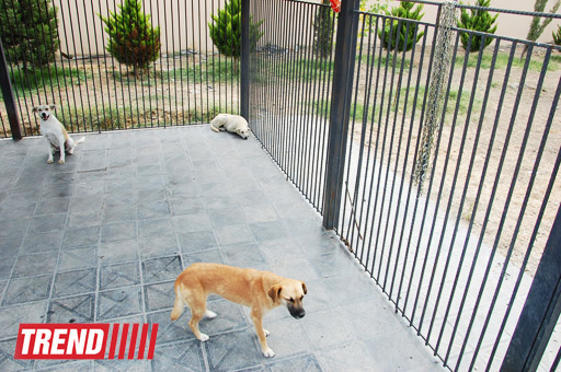 Азербайджанский центр спасения животных: все о жизни бездомных животных (фото)