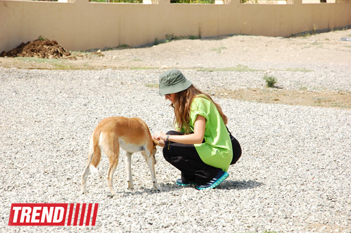 Азербайджанский центр спасения животных: все о жизни бездомных животных (фото)