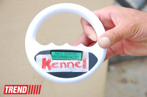 Азербайджанский центр спасения животных: все о жизни бездомных животных (фото)