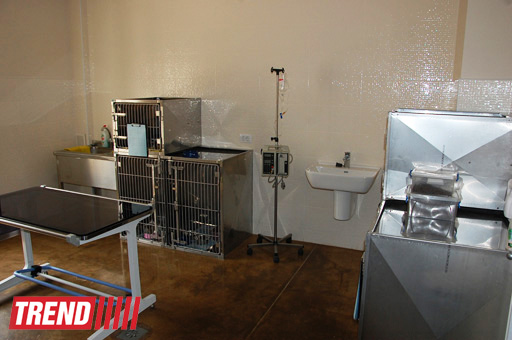 Азербайджанский центр спасения животных: все о жизни бездомных животных (фото)