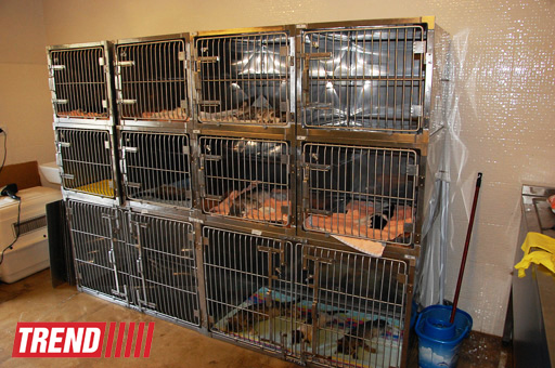 Азербайджанский центр спасения животных: все о жизни бездомных животных (фото)