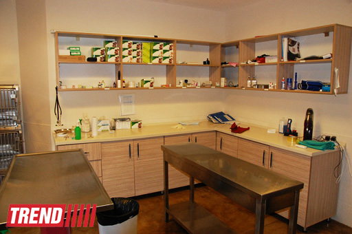 Азербайджанский центр спасения животных: все о жизни бездомных животных (фото)