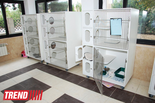 Азербайджанский центр спасения животных: все о жизни бездомных животных (фото)