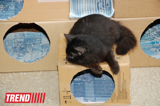 Азербайджанский центр спасения животных: все о жизни бездомных животных (фото)