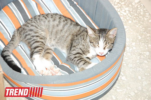 Азербайджанский центр спасения животных: все о жизни бездомных животных (фото)