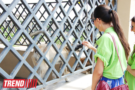 Азербайджанский центр спасения животных: все о жизни бездомных животных (фото)