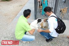 Азербайджанский центр спасения животных: все о жизни бездомных животных (фото)