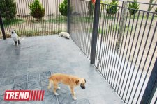 Азербайджанский центр спасения животных: все о жизни бездомных животных (фото)