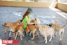 Азербайджанский центр спасения животных: все о жизни бездомных животных (фото)