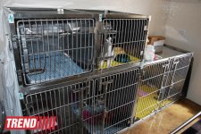 Азербайджанский центр спасения животных: все о жизни бездомных животных (фото)