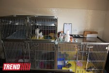 Азербайджанский центр спасения животных: все о жизни бездомных животных (фото)