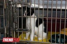Азербайджанский центр спасения животных: все о жизни бездомных животных (фото)