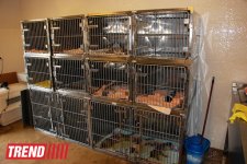 Азербайджанский центр спасения животных: все о жизни бездомных животных (фото)