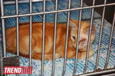 Азербайджанский центр спасения животных: все о жизни бездомных животных (фото)