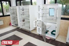 Азербайджанский центр спасения животных: все о жизни бездомных животных (фото)