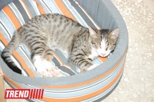 Азербайджанский центр спасения животных: все о жизни бездомных животных (фото)