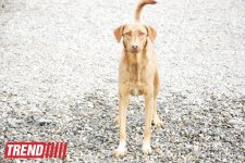 Азербайджанский центр спасения животных: все о жизни бездомных животных (фото)