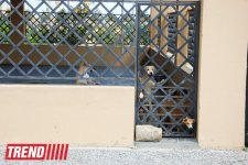 Азербайджанский центр спасения животных: все о жизни бездомных животных (фото)