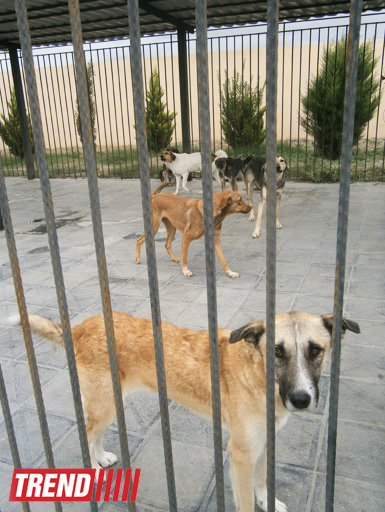 Кампания IDEA организовала поездку школьников в Азербайджанский центр спасения животных (ФОТО)