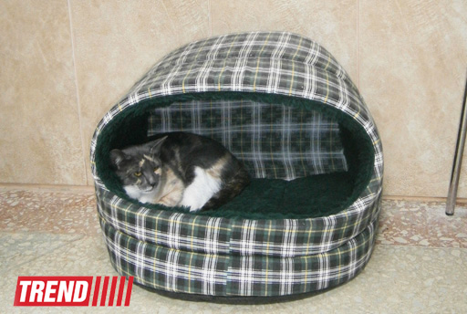 Кампания IDEA организовала поездку школьников в Азербайджанский центр спасения животных (ФОТО)