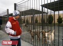 Кампания IDEA организовала поездку школьников в Азербайджанский центр спасения животных (ФОТО)