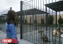 Кампания IDEA организовала поездку школьников в Азербайджанский центр спасения животных (ФОТО)