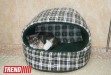 Кампания IDEA организовала поездку школьников в Азербайджанский центр спасения животных (ФОТО)