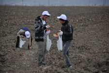 На раскопках средневекового города Агсу и Башни Мехраван организован лагерь по изучению культурного наследия (фото)