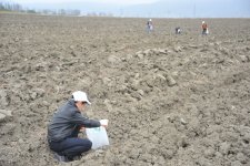 На раскопках средневекового города Агсу и Башни Мехраван организован лагерь по изучению культурного наследия (фото)