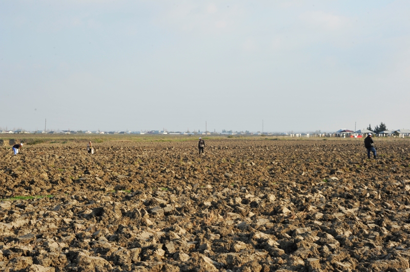 На раскопках средневекового города Агсу и Башни Мехраван организован лагерь по изучению культурного наследия (фото)