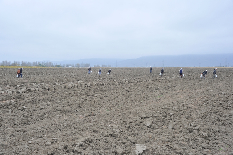 На раскопках средневекового города Агсу и Башни Мехраван организован лагерь по изучению культурного наследия (фото)