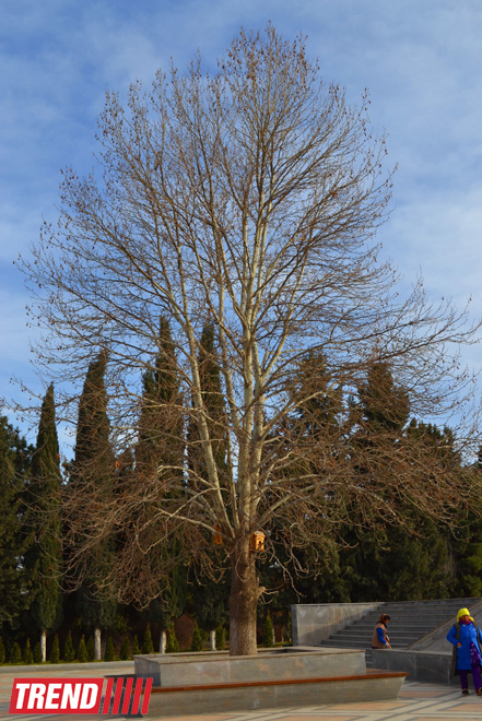 Древняя и современная Гянджа (фотосессия)