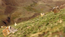 Хыналыг глазами российского путешественника и фотографа Антона Афанасьева (ФОТО)