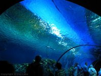 Место проведения "Евровидения 2014" - остров Амагер, арена B&W, интересная информация (ФОТО)