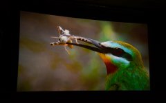 Лейла Алиева  приняла участие в церемонии презентации фильма «Ширванский национальный парк» (ФОТО)